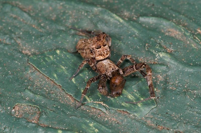 Uloborus_congregabilis_D7102_Z_90_Camping near sewage_Australie.jpg